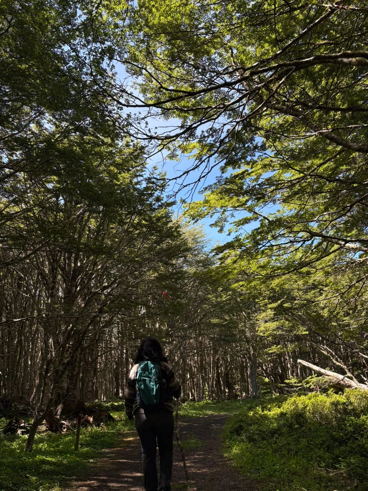 Trekking Reserva Nacional Magallanes — foto 2