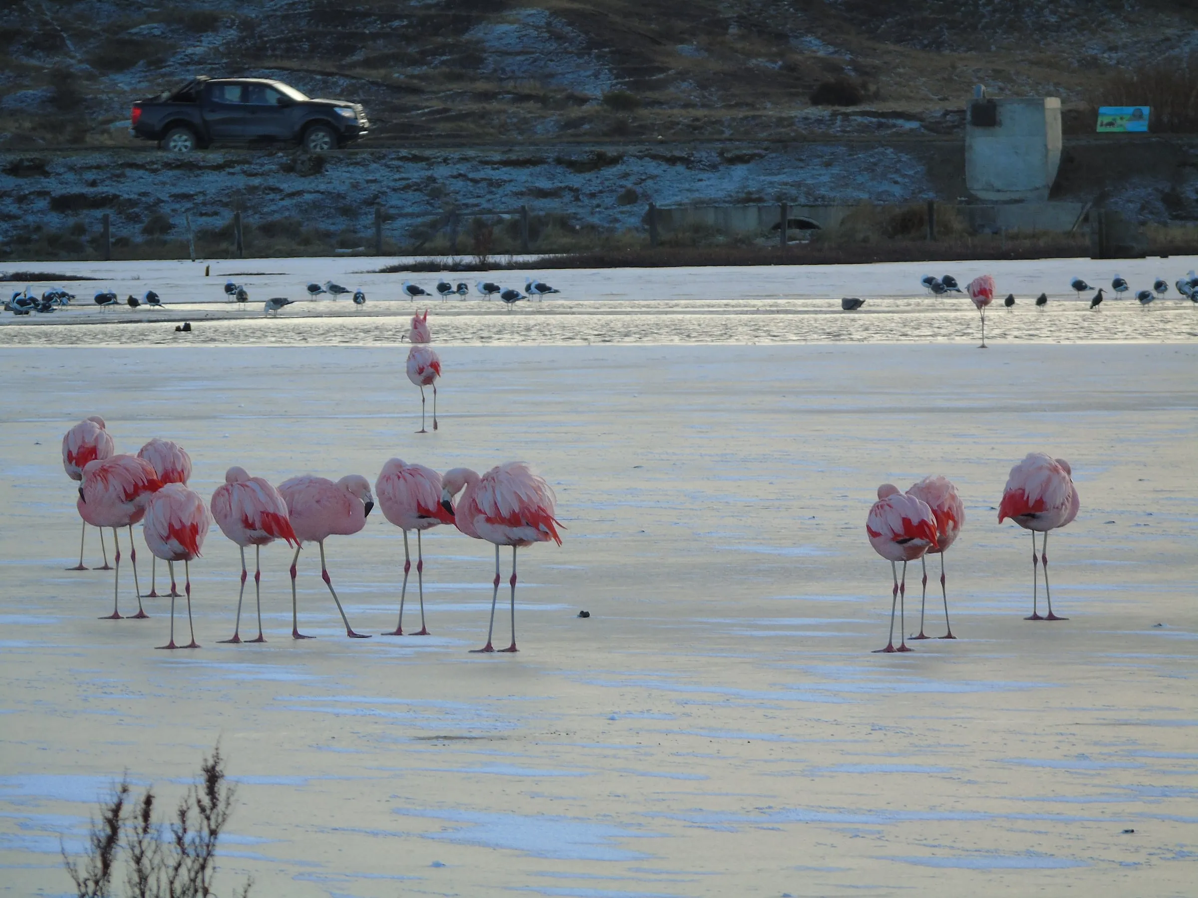 Avistamiento de Aves — foto 2