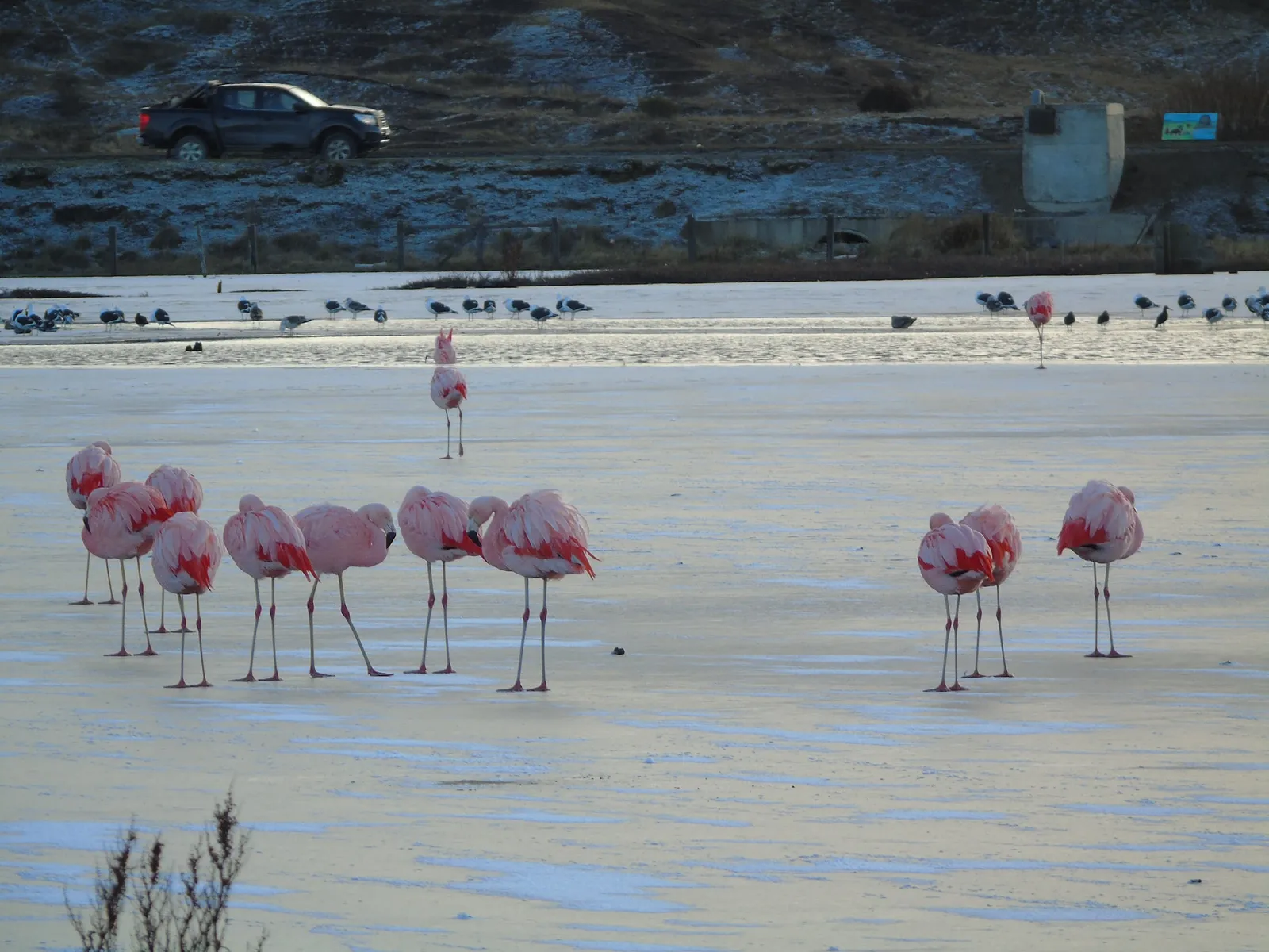 Avistamiento de Aves — foto 2