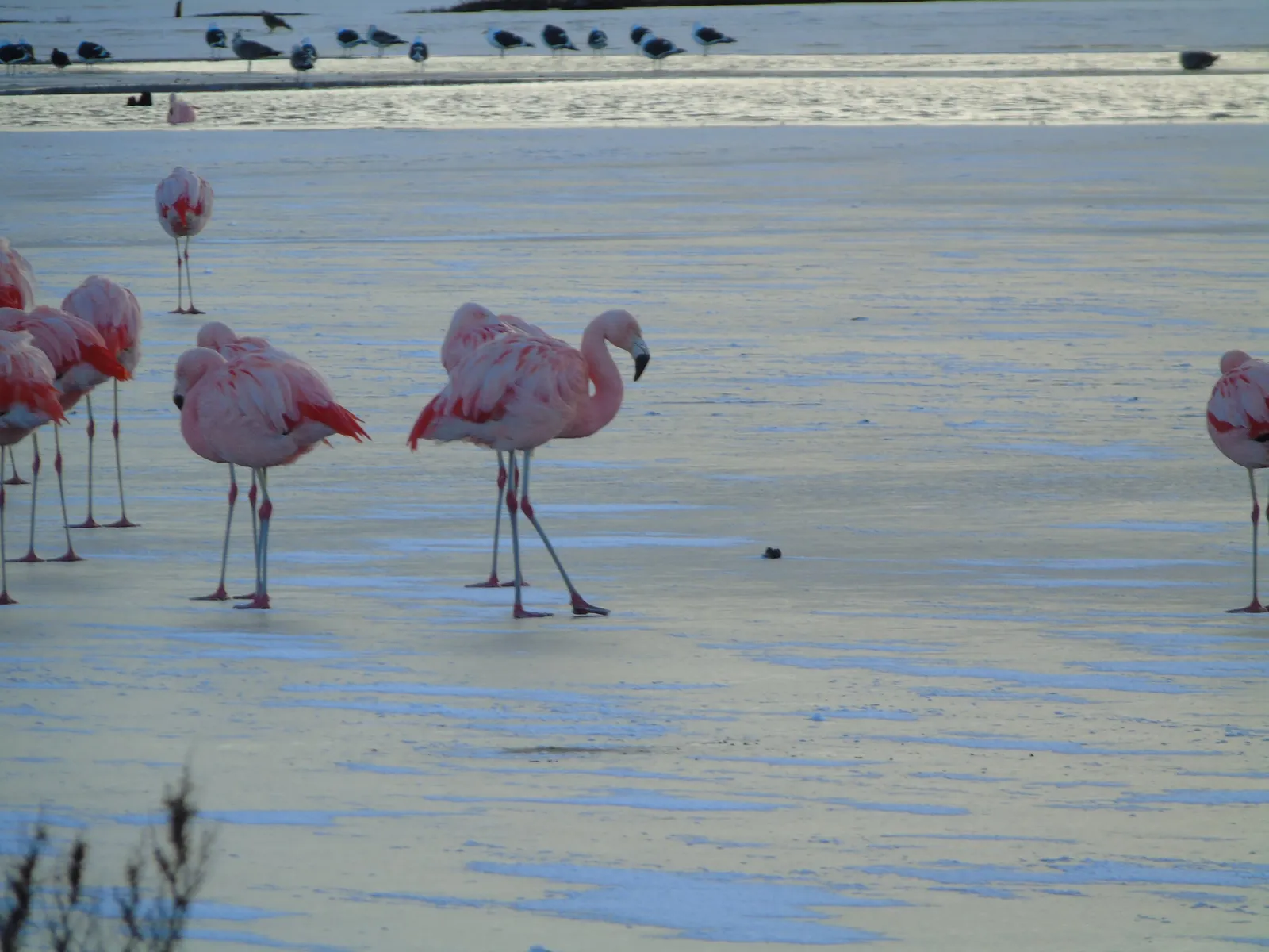 Avistamiento de Aves — foto 3