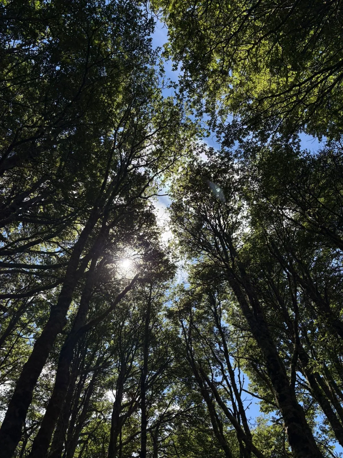 Trekking Reserva Nacional Magallanes — foto 3