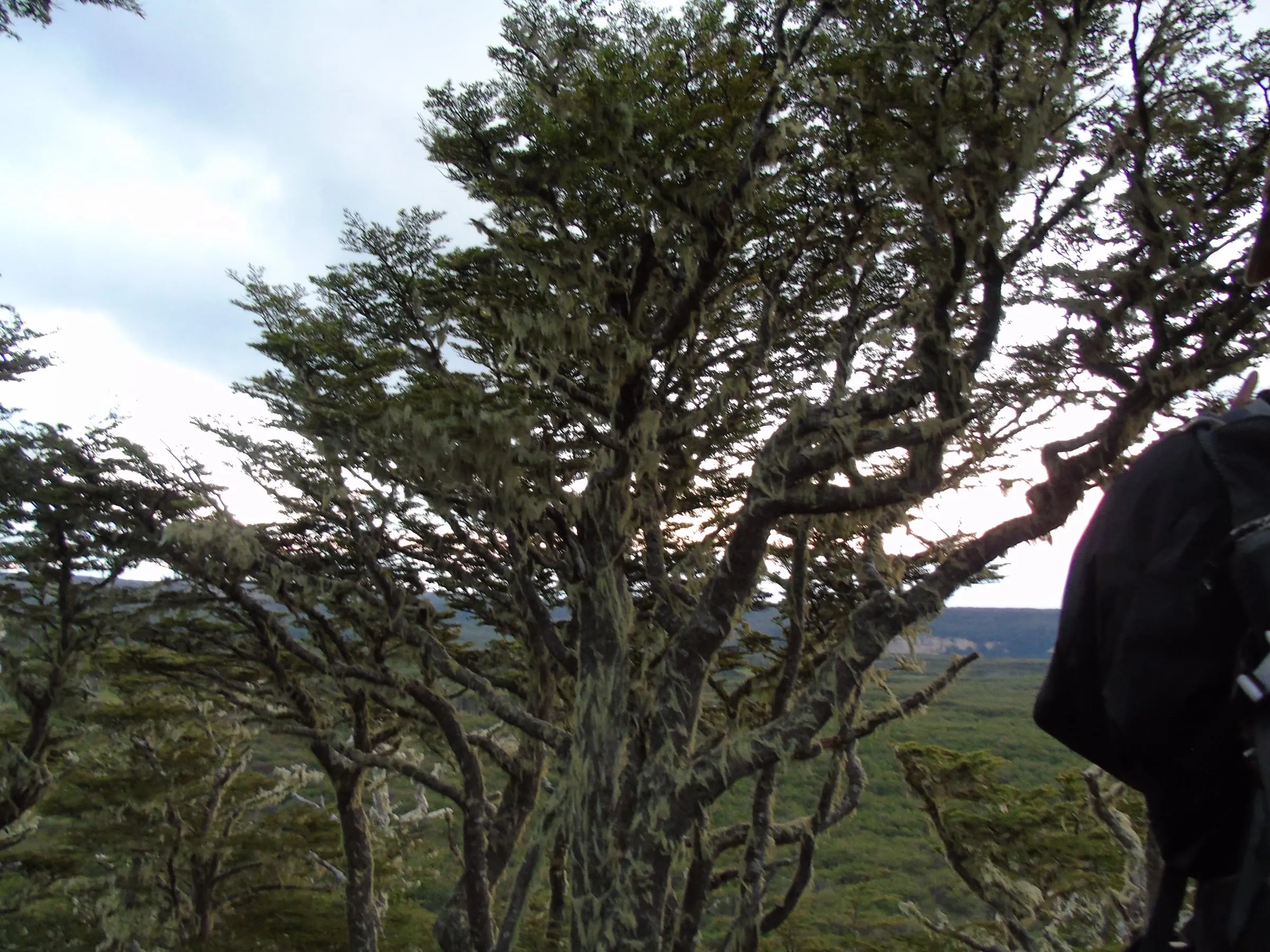 Trekking Cerro Andino — foto 3