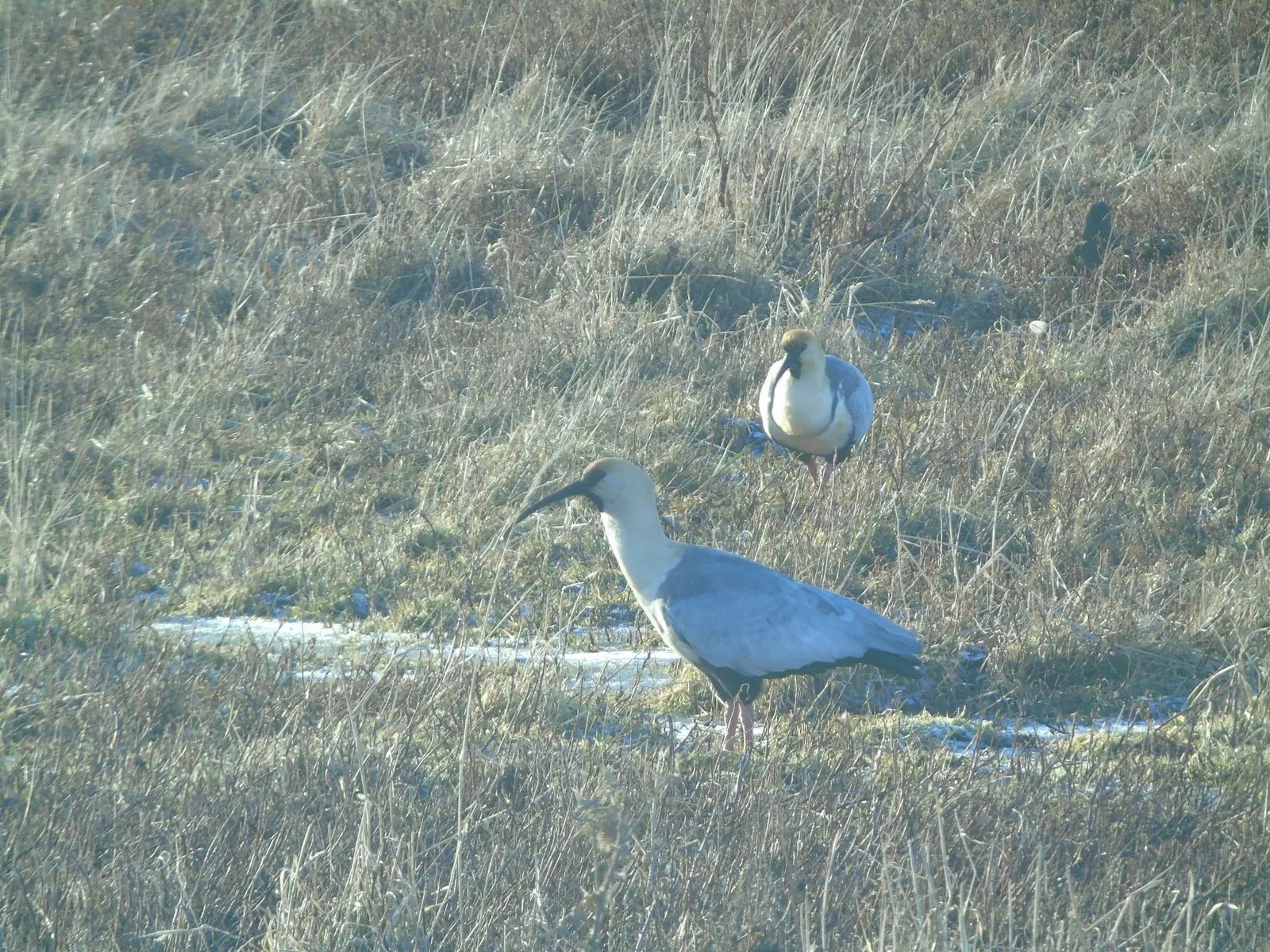 Avistamiento de Aves — foto 4