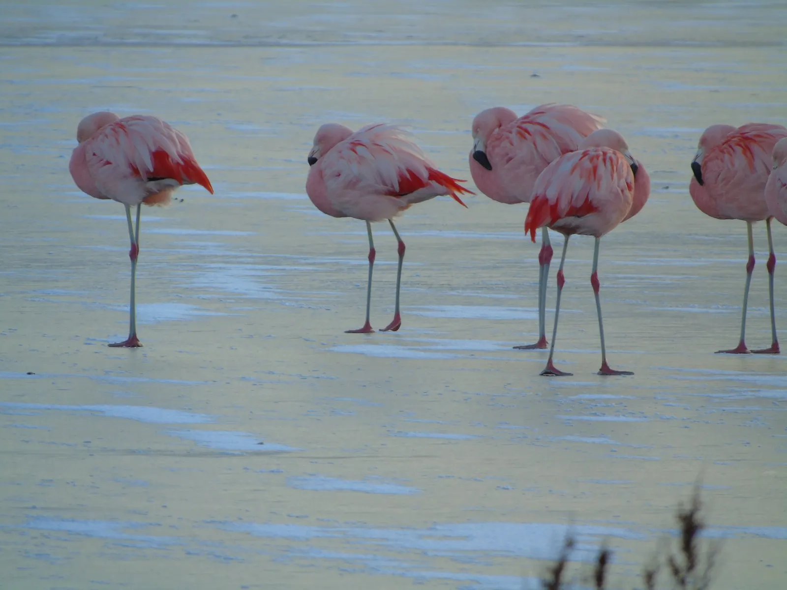 Avistamiento de Aves — foto 5