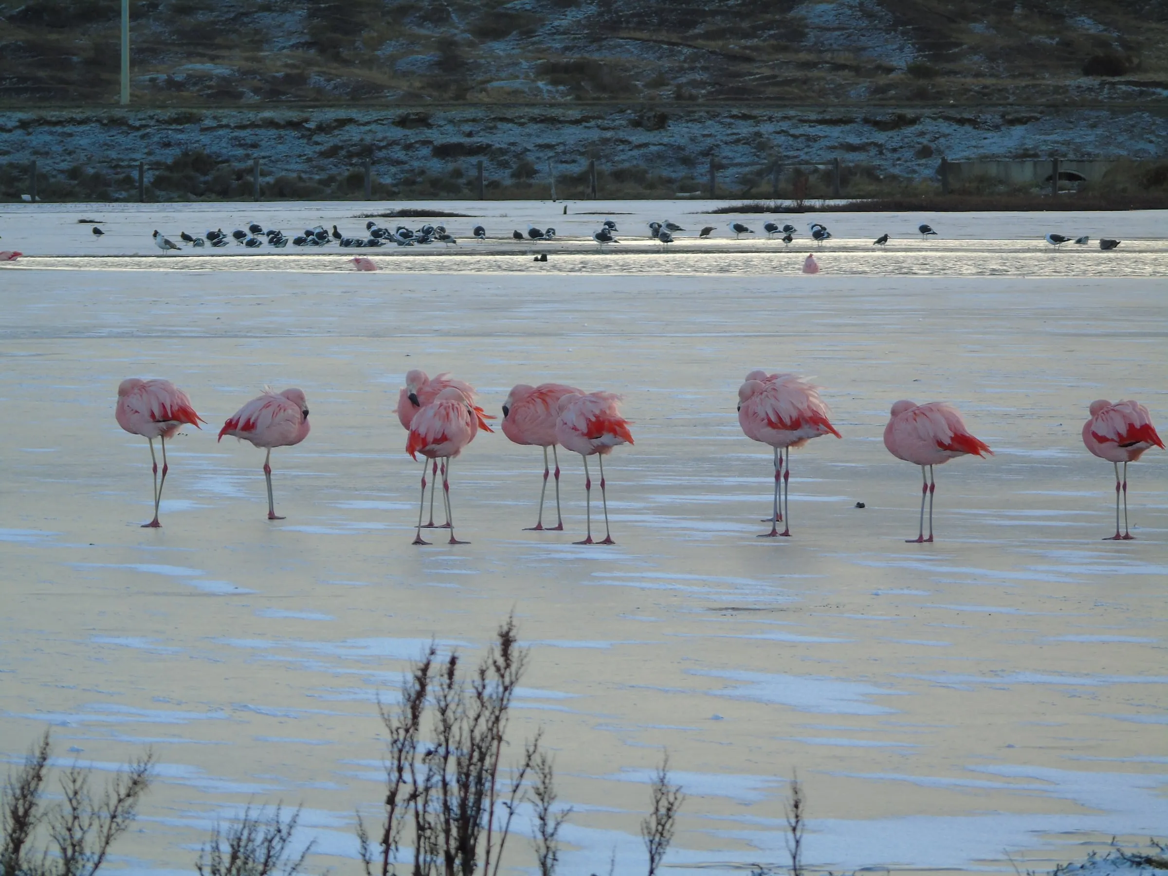 Avistamiento de Aves